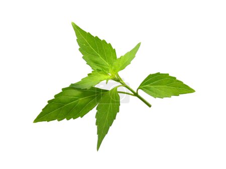 Feuilles vertes avec branche isolée sur fond blanc. Gros plan des feuilles de thé Java ou de moustaches de chat.