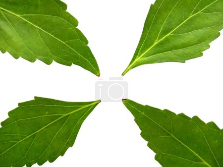 Feuilles vertes isolées sur fond blanc. Gros plan des feuilles de thé Java ou de moustaches de chat.