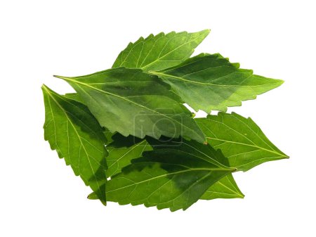 Pile de feuilles vertes isolées sur fond blanc. Gros plan des feuilles de thé Java ou de moustaches de chat.