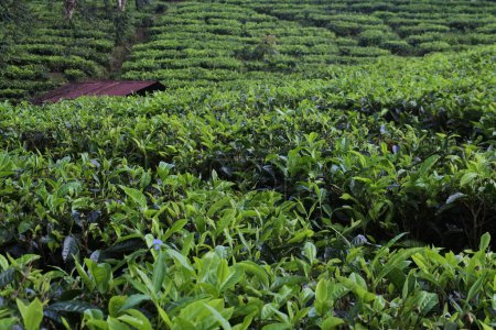 Téléchargez les photos : Les jeunes feuilles de thé vert frais sur la brousse de thé de près. plantations de thé à Sukabumi, Indonésie. vue thé vert terrasse ferme sur la colline avec paysage de montagne. - en image libre de droit