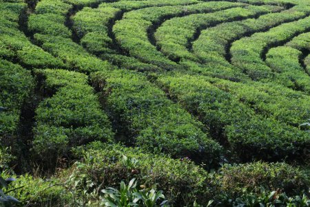 Téléchargez les photos : Les jeunes feuilles de thé vert frais sur la brousse de thé de près. plantations de thé à Sukabumi, Indonésie. vue thé vert terrasse ferme sur la colline avec paysage de montagne. - en image libre de droit