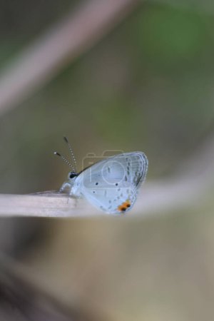 Téléchargez les photos : Papillon blanc sauvage perché sur l'herbe. Gros plan et macro plan - en image libre de droit