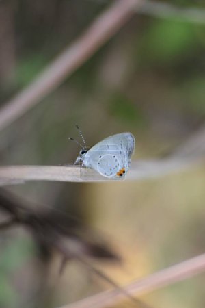 Téléchargez les photos : Papillon blanc sauvage perché sur l'herbe. Gros plan et macro plan - en image libre de droit