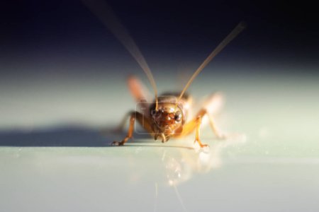 Photo for Crickets above the beam of the cellphone screen. small house insects. - Royalty Free Image