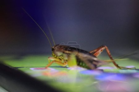 crickets above the beam of the cellphone screen. small house insects.