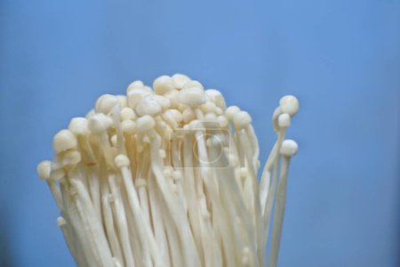 Close-up of porcini mushrooms. Frames of biological mushrooms. Fresh enoki mushrooms.