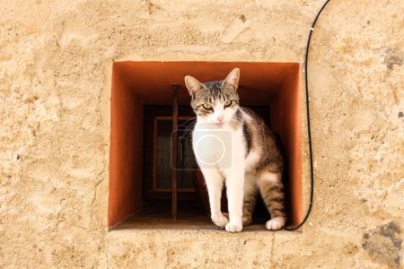 Téléchargez les photos : Un chat curieux est assis dans un trou, regardant dehors avec intrigue. - en image libre de droit