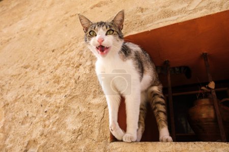 A curious cat stands on a ledge with its mouth open, possibly meowing at something outside.