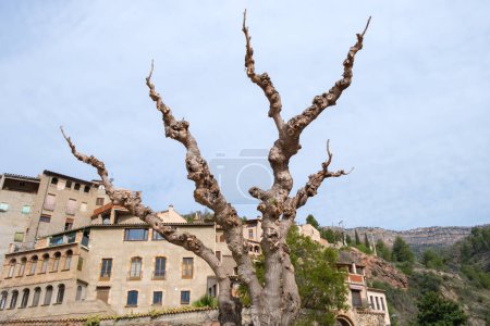 Ein Kopfbaum, die mediterrane Maulbeere, die übermäßig beschnitten wurde, Spanien