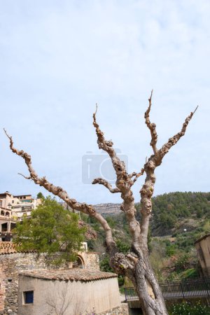 A pollarded tree, Mediterranean mulberry, that has been excessively pruned, Spain
