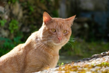 A close-up view of a cat perched comfortably on a rock, with its fur gleaming under the sunlight. The cat displays a calm demeanor as it observes its surroundings.