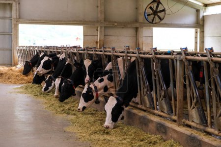 A group of cows are inside a barn, consuming hay. The cows are standing and chewing on the hay stored in a feeding trough.