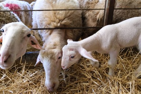 Un groupe de moutons sont rassemblés sur un grand monticule de foin, debout et grignotant sur la nourriture. Le tas de foin est situé à l'intérieur, probablement dans une grange ou une écurie.