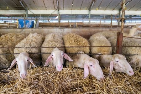 Eine Gruppe Schafe steht zusammen auf einem Heuhaufen in einer Scheune. Die Schafe sind dicht gedrängt, einige knabbern am Heu, andere schauen sich um..