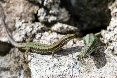 Foto de Un lagarto se sienta sobre una superficie rocosa, tomando el sol. El reptil aparece tranquilo y alerta mientras observa su entorno desde su posición elevada. - Imagen libre de derechos