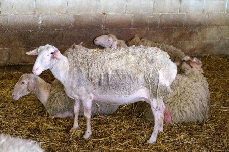 moutons à la ferme, intérieur