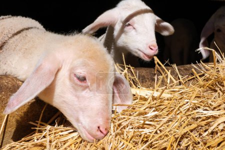 Deux moutons sont vus debout sur un monticule de foin. Les moutons semblent brouter sur le foin, avec un mouton regardant autour tandis que l'autre grignote contentement.