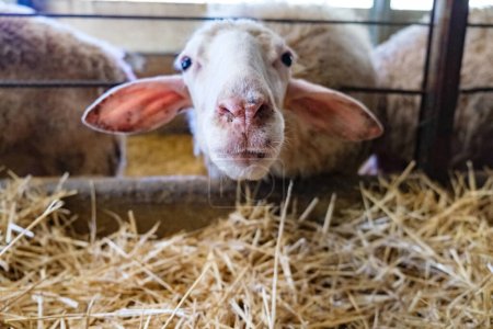 Eine Nahaufnahme von einem Schaf, das in einem mit Heu gefüllten Stall steht. Das Schaf blickt direkt in die Kamera, umgeben von einem Holzzaun. Das Heu liegt im Stall auf dem Boden verstreut.