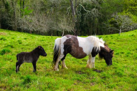 Foto de Un pequeño pony y un pony más grande están parados en un campo verde exuberante, pastando pacíficamente en la hierba. El pequeño pony es juguetón, mientras que el pony más grande está mirando tranquilamente. - Imagen libre de derechos