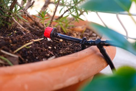 Foto de Una manguera de jardín está conectada a una planta en maceta para el riego con accesorios de riego por goteo. - Imagen libre de derechos