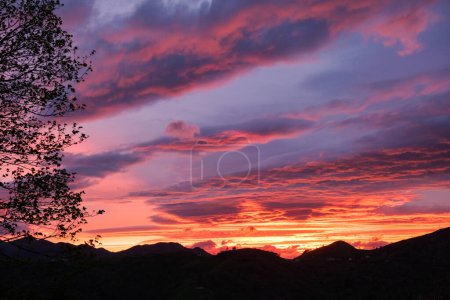 Foto de Un árbol se mantiene alto, su silueta dura contra los tonos vibrantes de una colorida puesta de sol en el cielo. Las ramas de los árboles se extienden, creando patrones intrincados contra el telón de fondo de naranja, rosa y púrpura. - Imagen libre de derechos