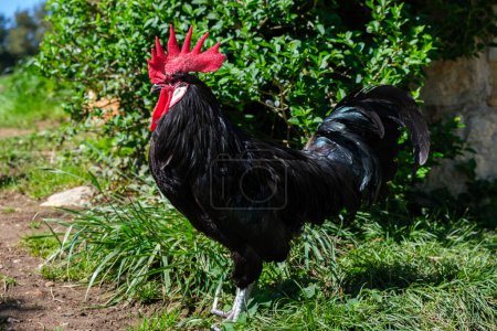 Foto de Un gallo negro con una cabeza roja vibrante se encuentra orgullosamente en la exuberante hierba verde, mostrando su coloración distintiva y su aspecto llamativo.. - Imagen libre de derechos
