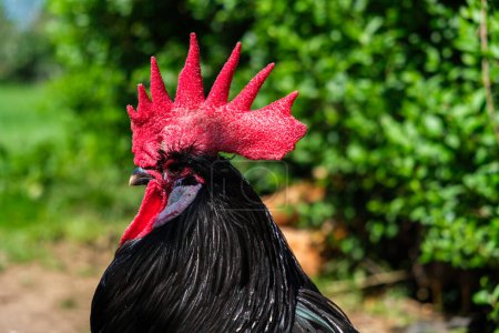 Eine Nahaufnahme eines Hahns mit seinem leuchtend roten Kopf und markanten Gesichtszügen. Der Hahn steht prominent in der Mitte des Rahmens und fängt seine kräftigen Farben und sein charakteristisches Aussehen ein..