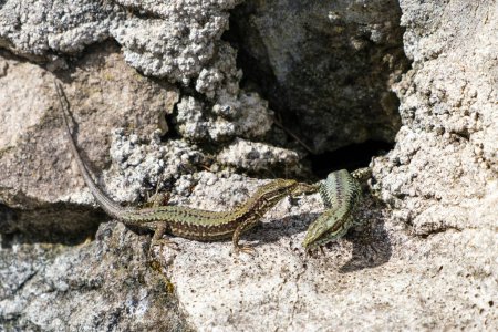 Foto de Un lagarto está posado sobre una roca, absorbiendo el calor de los rayos del sol. El reptil aparece relajado mientras se sienta inmóvil, mezclándose con su entorno. - Imagen libre de derechos