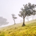 Majestic Trees Hidden under Fog in the Fanal Forest, Madeira, Portugal