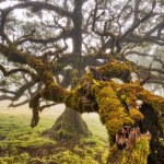 Majestic Trees Hidden under Fog in the Fanal Forest, Madeira, Portugal 