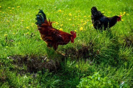 Photo for Rooster in the grass in the spring - Royalty Free Image