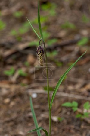 Photo for Fritillaria meleagris, or Snake's Head Fritillary, chess Flower - Royalty Free Image