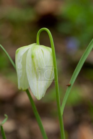 Photo for Fritillaria meleagris, or Snake's Head Fritillary, chess Flower - Royalty Free Image