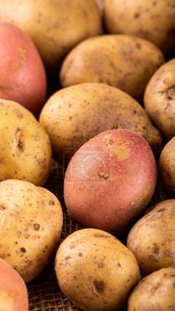 Photo for Raw unpeeled whole washed organic white and red potatoes background. Healthy vegetarian food concept. Story template and phone background format - Royalty Free Image