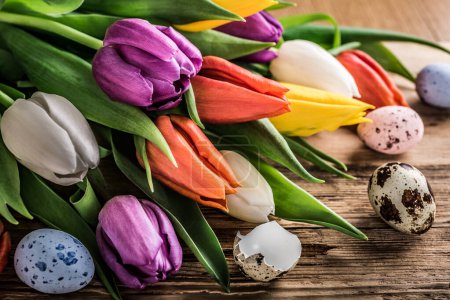 Photo for Colorful tulips with quail eggs on old wooden background. Spring and Easter concept with copy space. Retro style toned. - Royalty Free Image