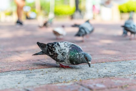 Photo for Pigeons feeding on bread crumbs thrown at them at the Rizal Park in the Philippines - Royalty Free Image