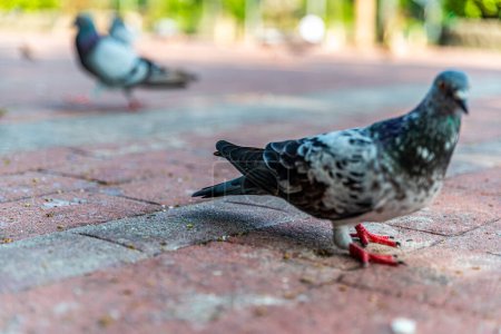 Photo for Pigeons feeding on bread crumbs thrown at them at the Rizal Park in the Philippines - Royalty Free Image