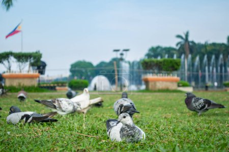 Photo for Rizal Park, Manila, Philippines July 2, 2014: Pigeons feeding on the grass with the water fountain at the background at the Rizal Park in Manila, Philippines - Royalty Free Image