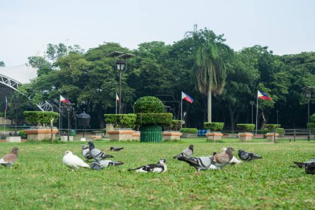 Photo for Rizal Park, Manila, Philippines July 2, 2014: Pigeons feeding on the grass at the Rizal Park in Manila, Philippines - Royalty Free Image