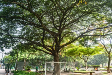 Photo for Rizal Park, Manila, Philippines July 2, 2014: Giant tree at the Rizal Park along Taft Ave., Manila, Philippines - Royalty Free Image