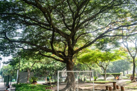 Photo for Rizal Park, Manila, Philippines July 2, 2014: Giant tree at the Rizal Park along Taft Ave., Manila, Philippines - Royalty Free Image