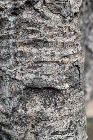 Photo for The bark of an old tree - Royalty Free Image