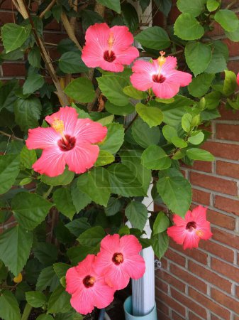 Foto de Belleza floreciente en un jardín casero de Nueva Jersey. Jardín casero de Nueva Jersey adornado con los tonos vibrantes de zinnia y flores de hibisco. - Imagen libre de derechos