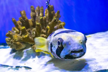 Téléchargez les photos : Black blotched porcupinefish or shortspine porcupinefish, Diodon liturosus in aquarium. Tropical fish on the background of corals in oceanarium pool - en image libre de droit