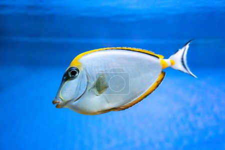 Foto de Naso Lituratus Acanthuridae tropical fish, Orangespine unicornfish in aquarium blue water. Ocean, marine, aqueatic, underwater life. - Imagen libre de derechos