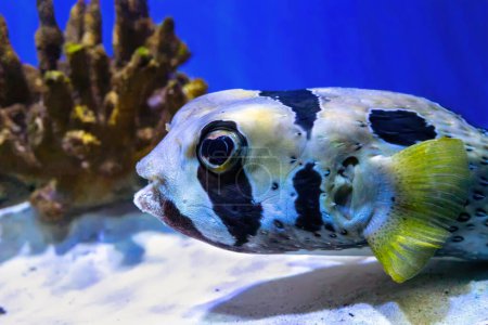 Téléchargez les photos : Black blotched porcupinefish or shortspine porcupinefish, Diodon liturosus in aquarium. Tropical fish on the background of corals in oceanarium pool - en image libre de droit