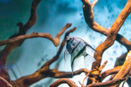 Foto de Tropical fish Pterophyllum scalare altum swimming in aquarium blue water. Tropical striped silver black fishes in oceanarium pool - Imagen libre de derechos