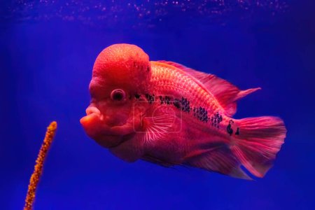 Photo for Bright red Flowerhorn cichlid or luohan fish in the aquarium pool. Flower horn swimming in blue water of fish tank in oceanarium. - Royalty Free Image