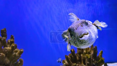Foto de Black blotched porcupinefish or shortspine porcupinefish, Diodon liturosus in aquarium. Tropical fish on the background of corals in oceanarium pool - Imagen libre de derechos