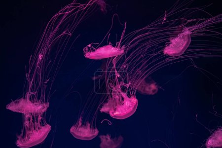 Foto de Grupo de medusas fluorescentes nadan bajo el agua en la piscina del acuario con luz de neón rosa. La ortiga atlántica chrysaora quinquecirrha en el agua azul, el océano. Theriology, tourism, diving, undersea life. - Imagen libre de derechos